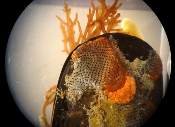 picture of marine life under the microscope